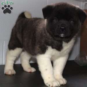Lyle, Akita Puppy